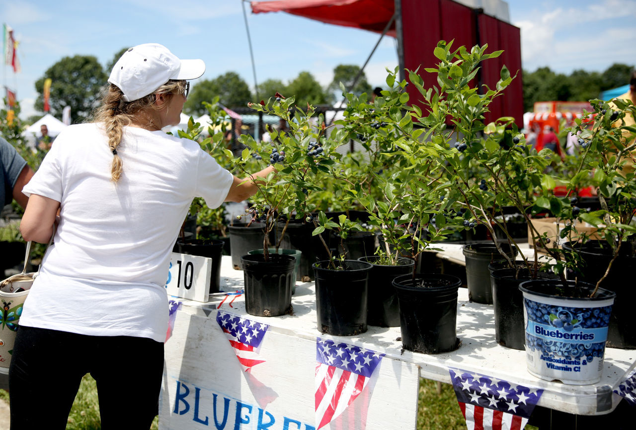 Blueberry festival
